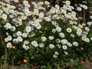 �C���O���b�V���f�[�W�[