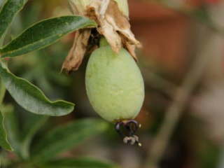 �J�G�����A�̎��i�g�P�C�\�E�j