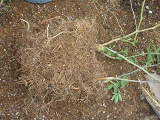 �����̉����y���󂵂ĐA���ւ��i�g�P�C�\�E�j