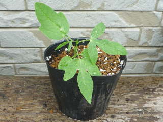 ��܂��T�O���قǁi�g�P�C�\�E�j