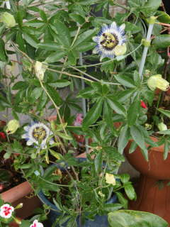 �g�P�C�\�E�̃A���h���d����