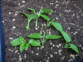 �}����i�g���j�A�j