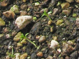 ����i�g���R�M�L���E�j