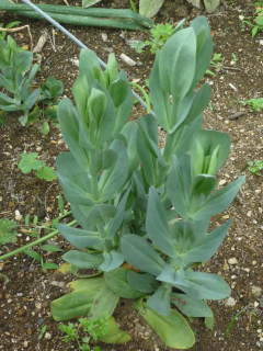 ��œ~�𒴂����g���R�M�L���E