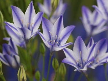 �g���e���C�A