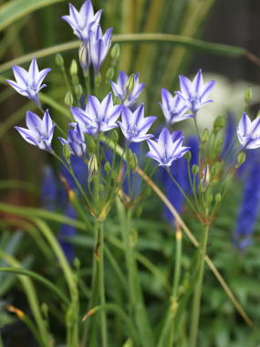 �g���e���C�A