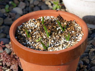 �g���e���C�A�̉�