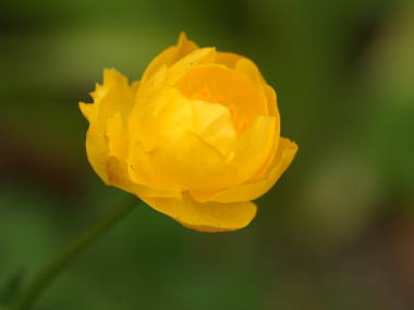 �g�����E�X