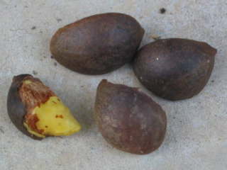 �c�o�L�̎�