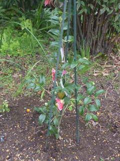 �c�o�L�̐A���t��