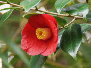 ���u�c�o�L