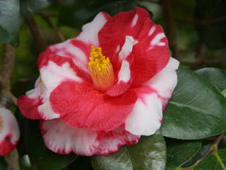 �c�o�L�@�⍪�i