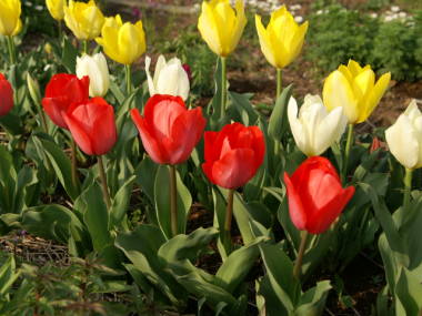 �`���[���b�v