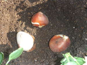 �`���[���b�v�̐A���t��