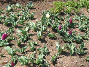 �`���[���b�v�̊J�ԑO