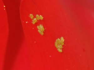 �`���[���b�v�̉ԕقɂ����A�u�����V