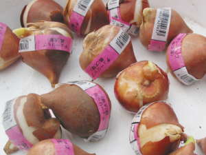 �`���[���b�v�̋���