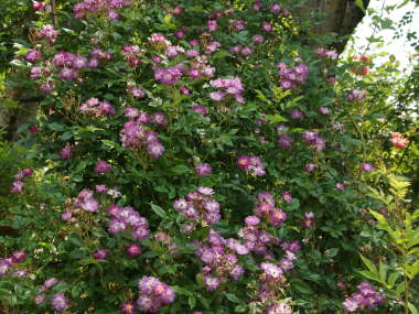 �t�@�C���w���u���E�i�c���o���j