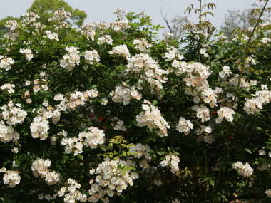 �t�����V�XE ���X�^�[�i�c���o���j