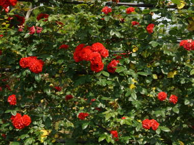 �c���I�����W ���C�A���f�B�i�i�c���o���j