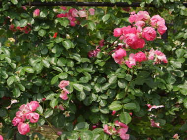 �A���W�F���i�c���o���j