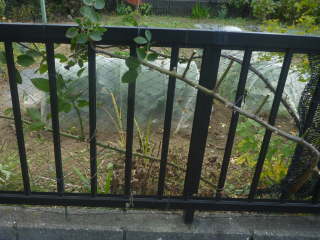 �c���o���̗U��