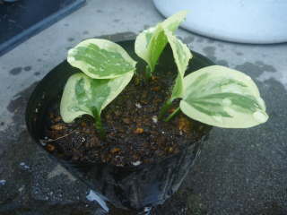 �}���؁i�c���j�`�\�E�j