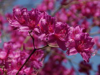 ���t���̃c�c�W