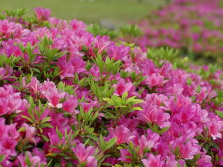 �q���h�c�c�W�i���F�j