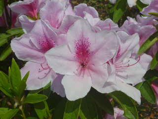 �q���h�c�c�W�i���F�j