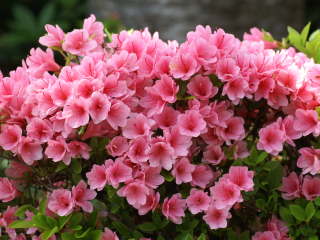 �N�����c�c�W