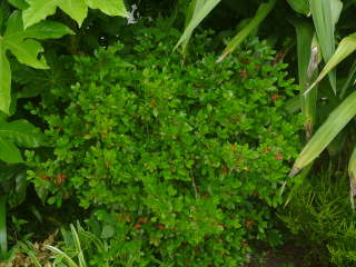 ���荞�ݑO�i�c�c�W�j