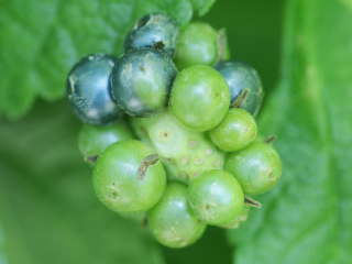 �����^�i�̎�