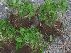 レモンバームの株分け