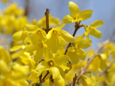 �����M���E�̉�