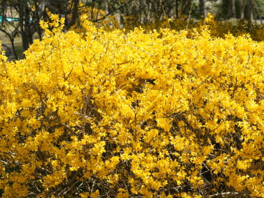 �����M���E�̐����_