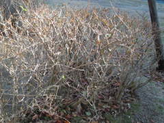 �~�̗��t�i�����M���E�j