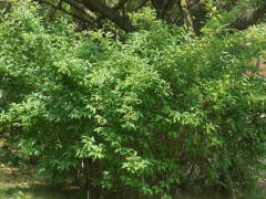 �t�̖΂��������M���E