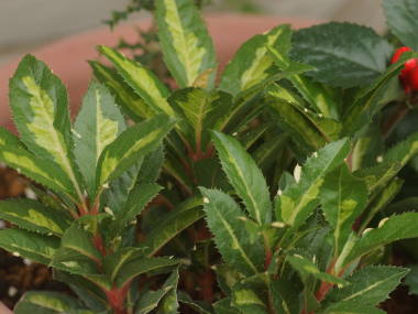 ���u�R�E�W�i������j