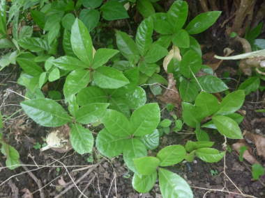 ���u�R�E�W�̗t