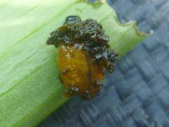 �����N�r�i�K�n���V�̗c��