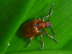 �����N�r�i�K�n���V�̐���