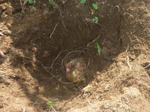 �����̐A���t��