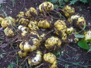 �����̐A���ւ�