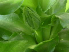 �x���Z�~�A�̉Ԍs