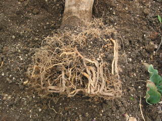 根鉢の周りを壊した(ドラセナ・コンシンネ)