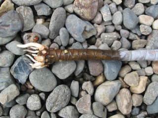 水挿し後、約1ヶ月(ドラセナ・コンシンネ)