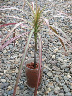 ハイドロカルチャー(ドラセナ・コンシンネ)