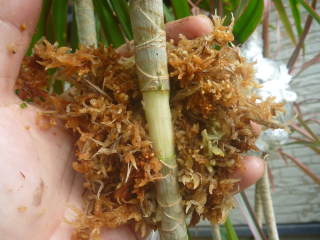 ドラセナ・コンシンネの取り木(水蘚を巻く)