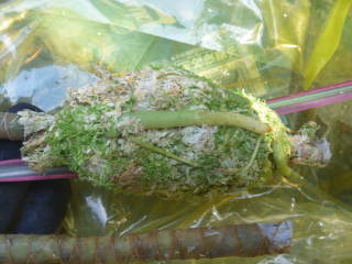 ドラセナ・コンシンネの取り木(発根)